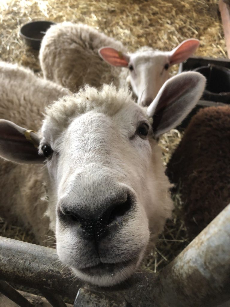 sheep sweetstitchingcrafts contact